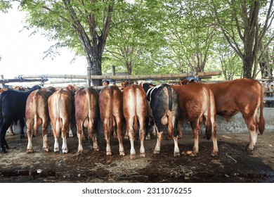 cattle market. herd of cows in the pen. cattle farm. sacrificial animals for the preparation of Eid al-Adha for Muslims. - Shutterstock ID 2311076255