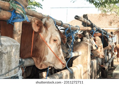 cattle market. herd of cows in the pen. cattle farm. sacrificial animals for the preparation of Eid al-Adha for Muslims. - Shutterstock ID 2311272711