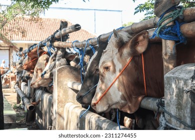 cattle market. herd of cows in the pen. cattle farm. sacrificial animals for the preparation of Eid al-Adha for Muslims. - Shutterstock ID 2311274455