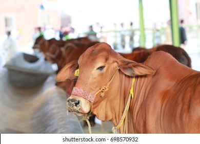 Cattle Market ,Lahore , Pakistan - August 29 , 2016 : Brown cow head shot close up  