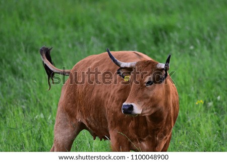 Similar – Cachena Cattle