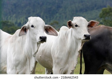 Cattle for meat production in pasture. Sao Paulo State, Brazil