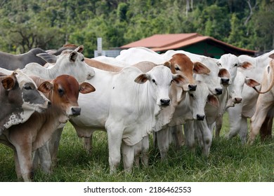 Cattle for meat production in pasture. Sao Paulo State, Brazil