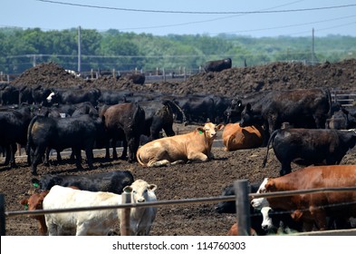 Cattle In Midwest Feedlot