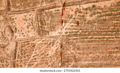 Cattle moving through dry fields, aerial view of drought affected agriculture