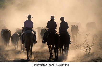 Cattle mustering in the dust of Western Queensland. - Shutterstock ID 167319443