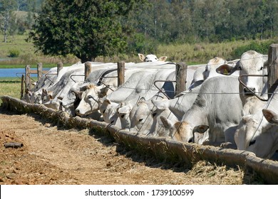 Rind Nellore in Gefangenschaft auf einem Bauernhof in der ländlichen Umgebung von Brasilien. Mastvieh.