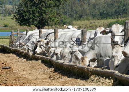 cattle Nellore in confinement on a farm in countryside of Brazil. Cattle for fattening.