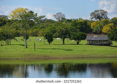 Cattle On The Banks Of The Guaporé - Itenez River, In The Beautiful, Remote Fazenda Laranjeiras Farm, Rondonia State, On The Border With The Beni Department, Bolivia