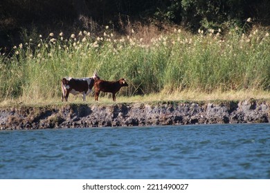 Cattle On The Banks Of The Okavango River