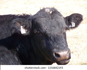 Cattle on the farm.