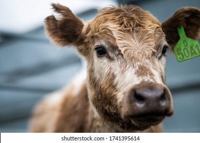 Cattle On A Farm In Australia 