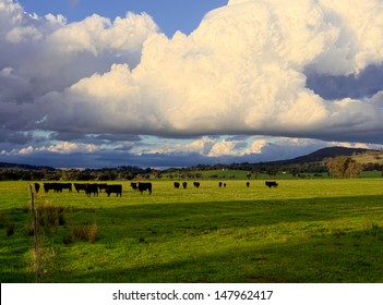 Cattle On A Farm In Victoria Australia Ready To Get Rained On