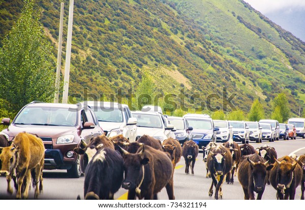 Cattle on the\
highway