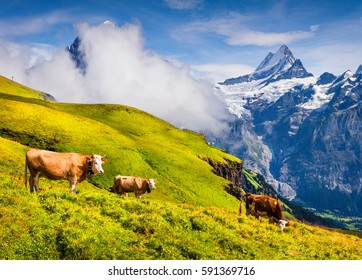 Cattle on a mountain pasture. Colorful morning view of Bernese Oberland Alps, Grindelwald village location. Schreckhorn summit in the morning mist. Switzerland, Europe.  - Shutterstock ID 591369716
