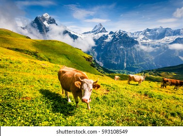 Cattle on a mountain pasture. Colorful morning view of Bernese Oberland Alps, Grindelwald village location. Schreckhorn and Wetterhorn summits in the morning mist. Switzerland, Europe. 