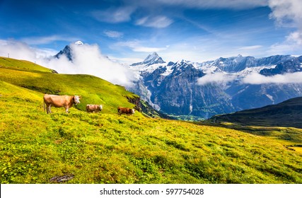 17,434 Grindelwald Switzerland Images, Stock Photos & Vectors ...