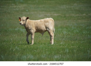 Cattle On Ranch In Alberta Badlands