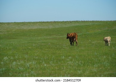 Cattle On Ranch In Alberta Badlands