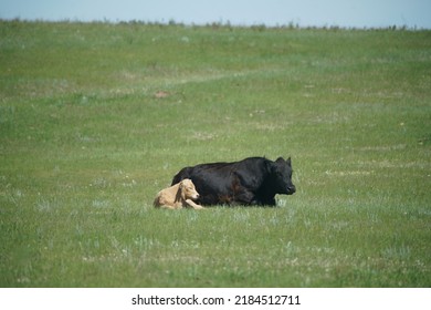 Cattle On Ranch In Alberta Badlands