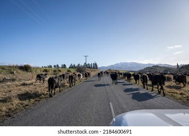 Cattle On The Road, Blocking The Traffic In Canterbury, New Zealand.