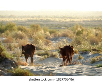 Cattle On Seabed Of Aral Sea