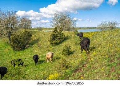 Cattle On A Slope At A Esker At Spring