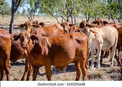 112 Droughtmaster cattle Images, Stock Photos & Vectors | Shutterstock