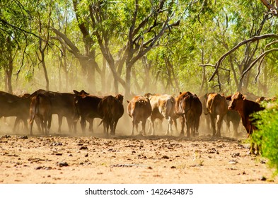 112 Droughtmaster cattle Images, Stock Photos & Vectors | Shutterstock