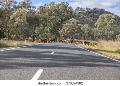 Cattle On Stock Route 