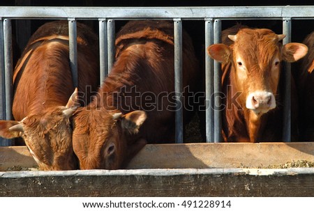 cattle in the open byre
