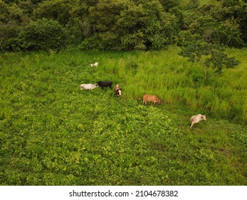 cattle from the Pacific  region of Nicaragua since the soils are charged with salt the cattle get fatter in less time than other places in the country.