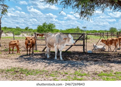 cattle in a paddock pen in the outback dry farming land
