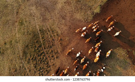 Cattle In The Pasture Aerial Drone View