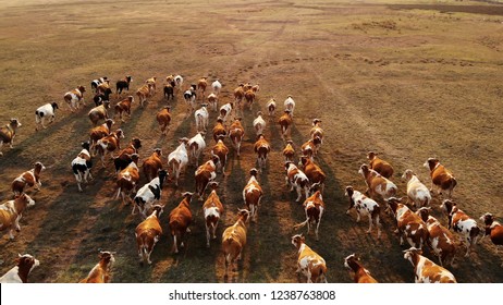 Cattle In The Pasture Aerial Drone View