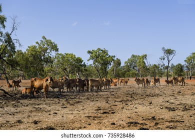 Cattle In Pasture During Drought