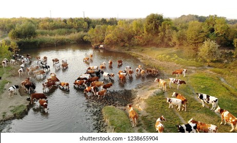 Cattle In The Pasture Water Pond Aerial