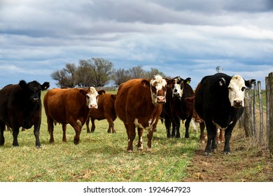 Cattle raisin in Pampas countryside, La Pampa Province, Patagonia Argentina.
