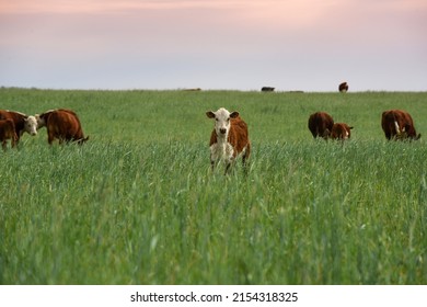 Cattle raising  with natural pastures in Pampas countryside, La Pampa Province,Patagonia, Argentina.