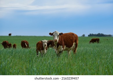Cattle raising  with natural pastures in Pampas countryside, La Pampa Province,Patagonia, Argentina.