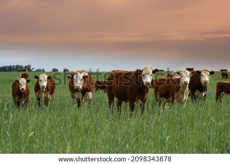 Cattle raising  with natural pastures in Pampas countryside, La Pampa Province,Patagonia, Argentina.