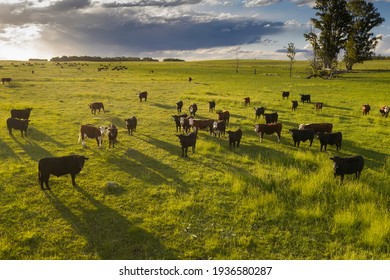 Cattle raising in pampas countryside, La Pampa province, Argentina.