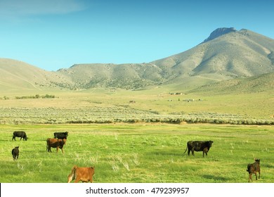 Cattle Ranch In California, USA. Filtered Style Colors.