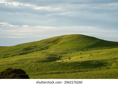 Cattle ranch farming landscape, with rolling hills and cows in fields, in Australia. Beautiful green grass and fat cows and bulls grazing on pasture.