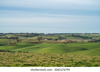 Cattle Ranch Farming Landscape, With Rolling Hills And Cows In Fields, In Australia. Beautiful Green Grass And Fat Cows And Bulls Grazing On Pasture.