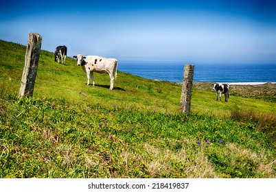 A Cattle Ranch On The Pacific Coast Of California. Point Reyes National Seashore.