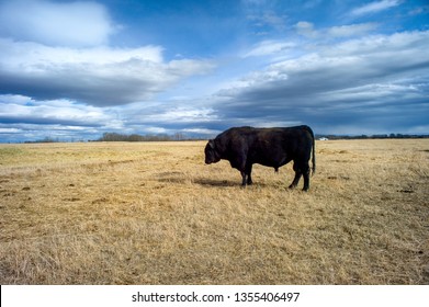 Cattle Ranch On The Prairies