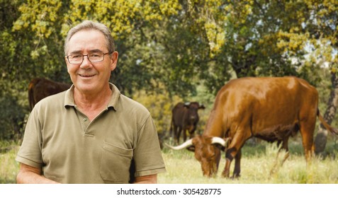 Cattle Rancher Portrait. Brown Cows In The Background.