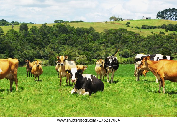 cattle range new mexico