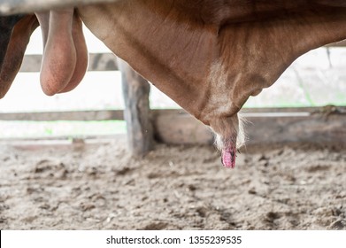Cattle reproductive organs cow